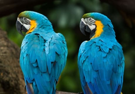 Rejser til Ecuador og Galapagos