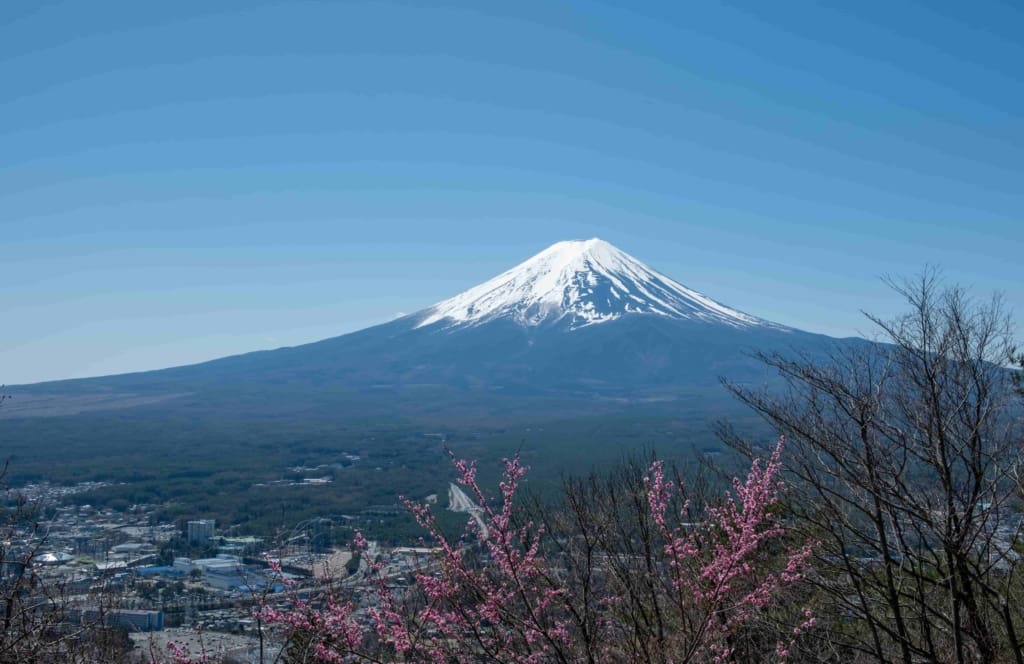 fuji-mountain-with-cherry-blossom-sakura-japan-in-2026-01-07-02-28-06-utc (1) Rejser til Japan, Rejser til Tokyo
