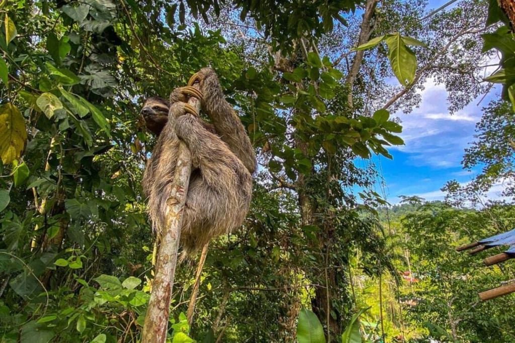 Rejser til Costa Rica - Rejser til Puerto Viejo - Glampingrejser