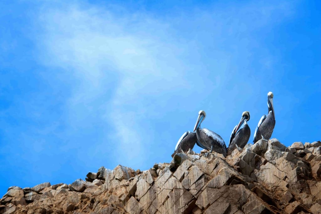 Rejser til Peru - Rejser til Ballestas (Paracas)