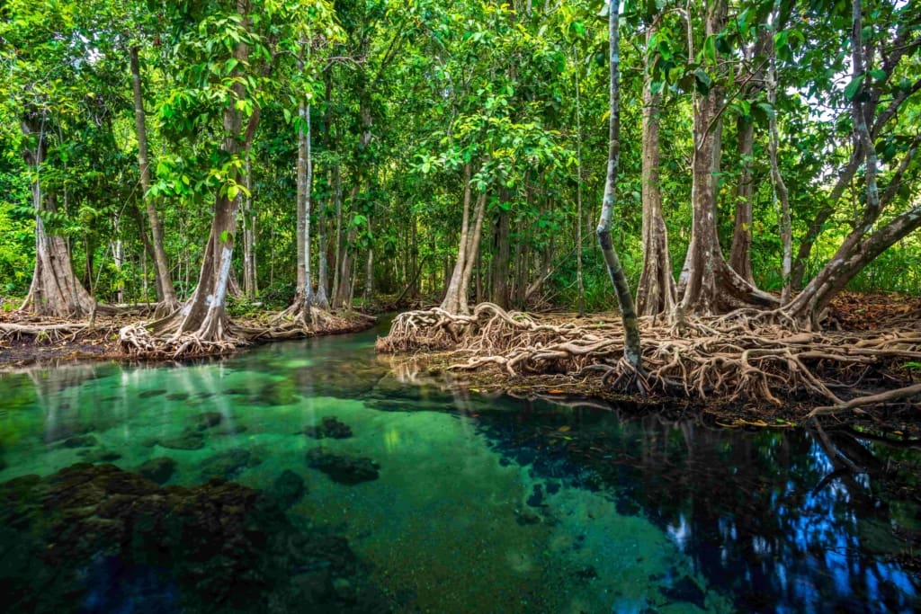Natur, mangrover og lokale smage Rejser til Thailand - Rejser til Krabi - Natur, mangrover og lokale smage