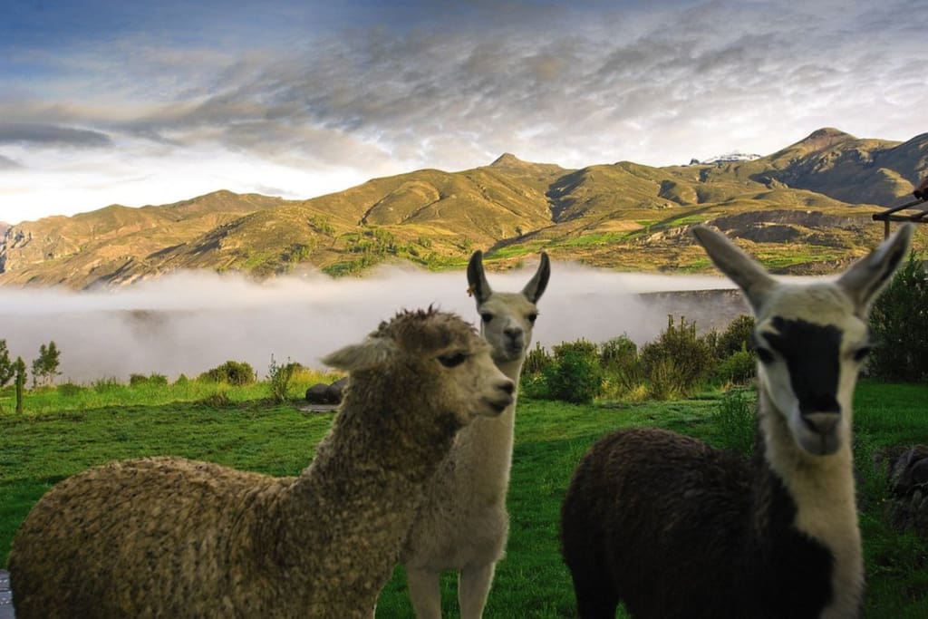 Hotellets alpakaer Rejser til Peru - Las Casitas Colca, a Belmond Hotel