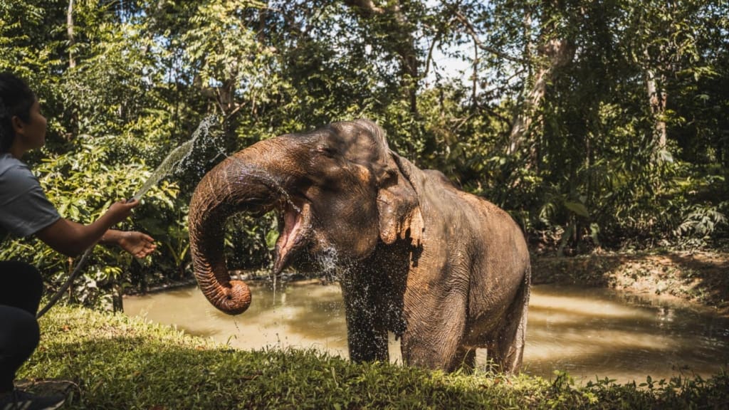 Elefanterne på reservatet Rejser til Thailand - Rejser til Khao Sok - Halvdagstur til elefantreservat i Khao Sok