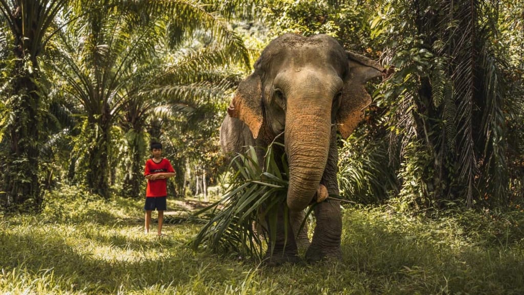 Elefanterne på reservatet Rejser til Thailand - Rejser til Khao Sok - Halvdagstur til elefantreservat i Khao Sok