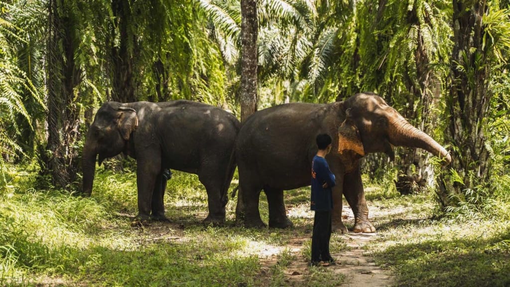 Elefanterne på reservatet Rejser til Thailand - Rejser til Khao Sok - Halvdagstur til elefantreservat i Khao Sok