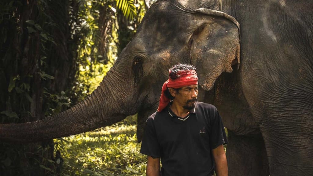 Elefanterne på reservatet Rejser til Thailand - Rejser til Khao Sok - Halvdagstur til elefantreservat i Khao Sok