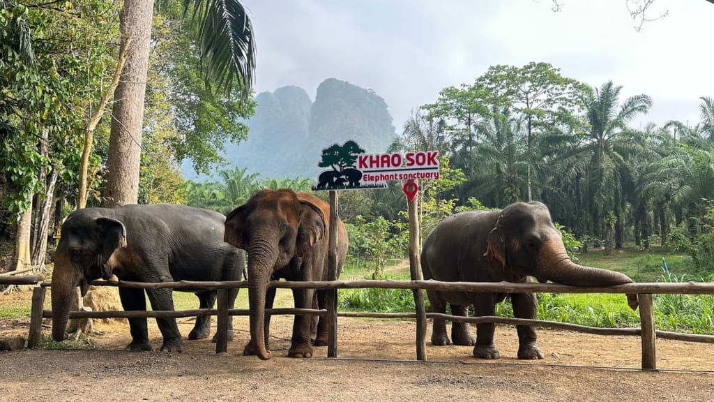 Elefanterne på reservatet Rejser til Thailand - Rejser til Khao Sok - Halvdagstur til elefantreservat i Khao Sok