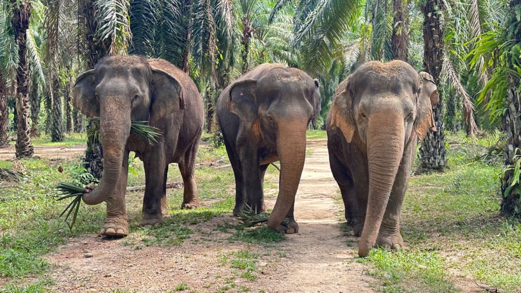 Elefanterne på reservatet Rejser til Thailand - Rejser til Khao Sok - Halvdagstur til elefantreservat i Khao Sok