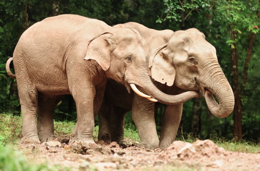 Rejser til Thailand - Rejser til Krabi - Oplevelser i Thailand