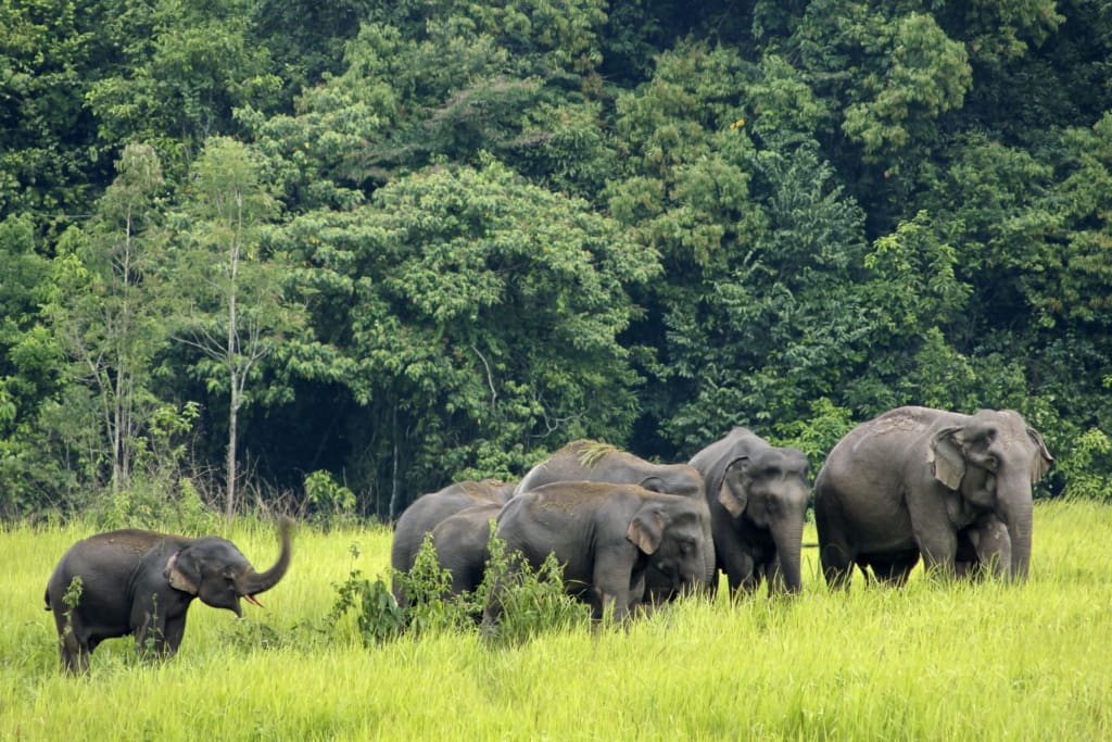 Rejser til Thailand - Rejser til Krabi - Oplevelser i Thailand