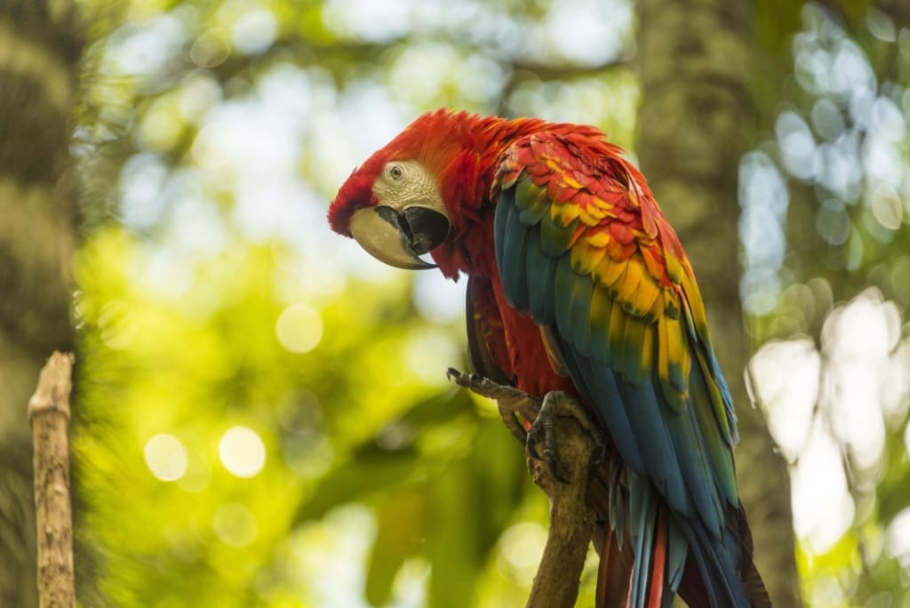 Rejser til Peru - Oplev Amazonas