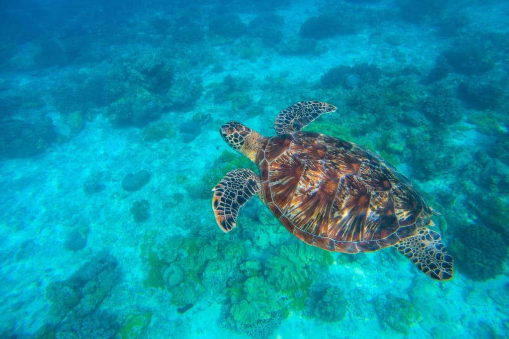 Rejser til Filippinerne - Oplevelser i Loboc - Tur til Pamilacan Island