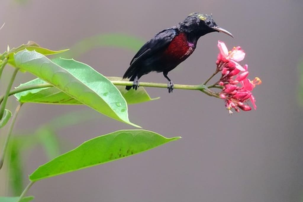 Rejser til Filippinerne - Loboc - Naturvandring og fuglekiggeri